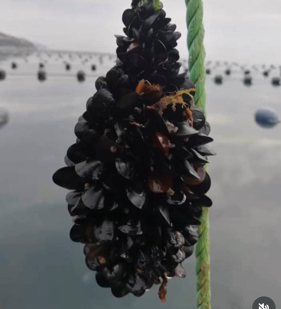 İstanbul'daki gıda zehirlenmesi ve kaçak midye gerçeği