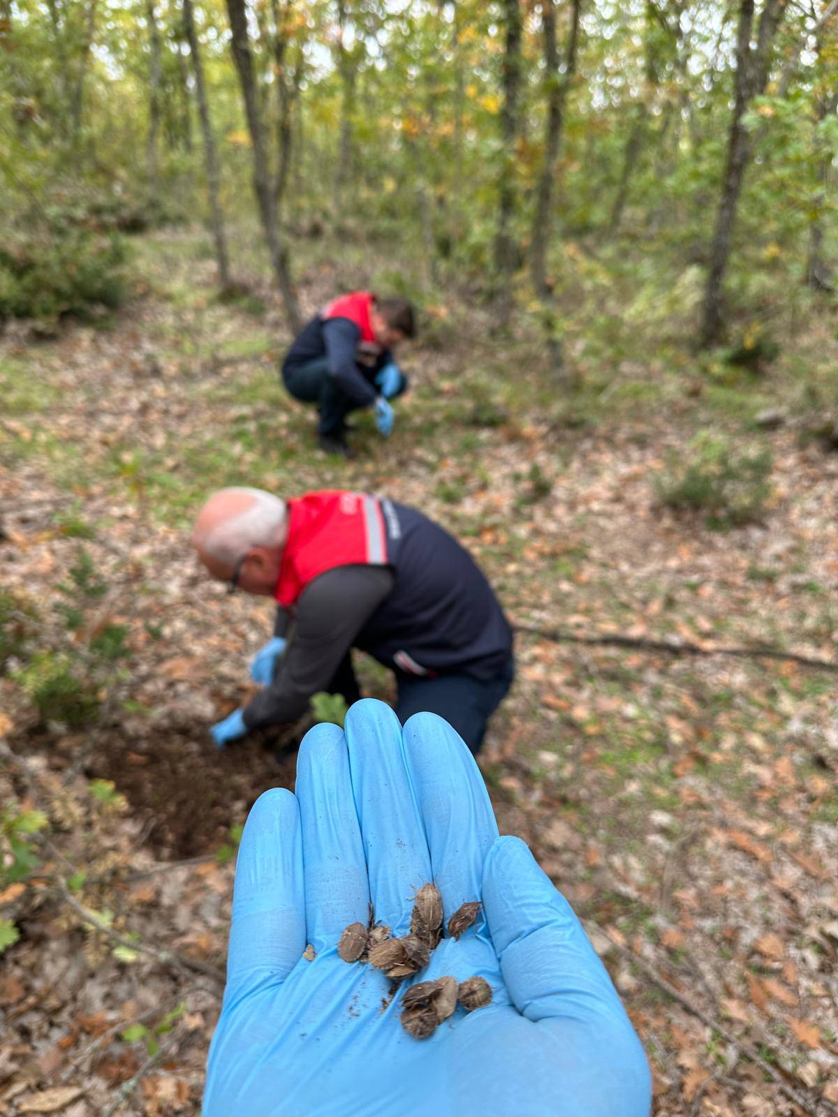 Edirne'de hububat zararlısı süneye karşı erken tedbir