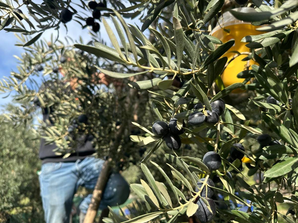İsviçre sofralarını süsleyen zeytinde bu yıl kalite yüksek