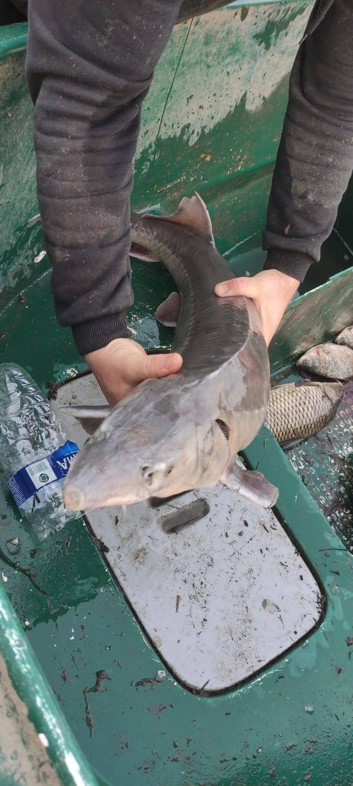 Meriç Nehri'nde yakalanan Mersin balığı koruma altına alındı