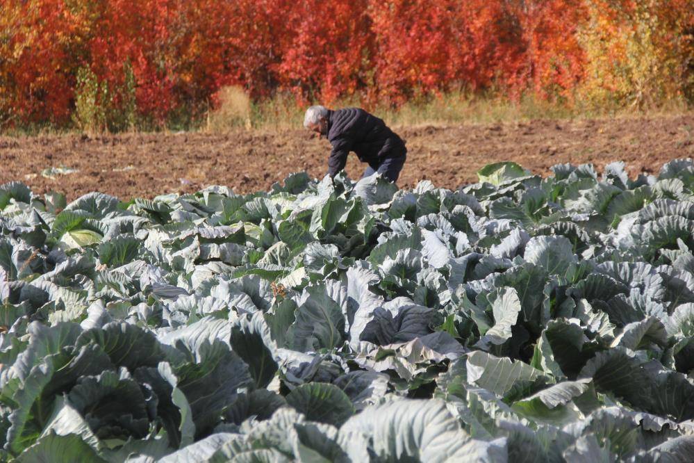 Sivas'ta 30 yıldır ata tohumuyla 20 kiloluk lahana üretiyor