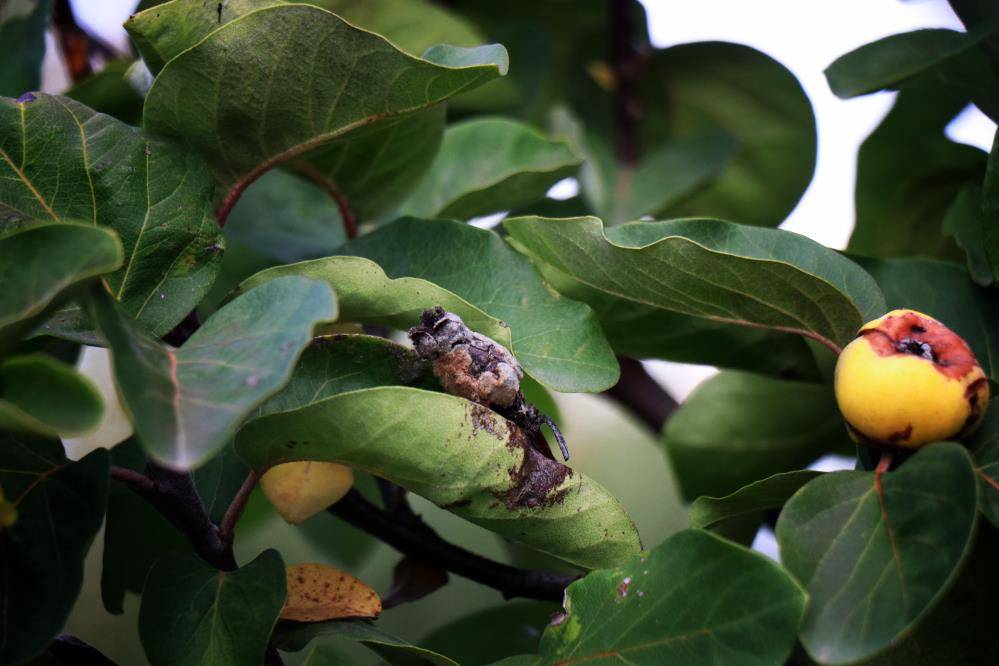 10 dönüm bahçeden 2 kasa ayva toplayabildiler