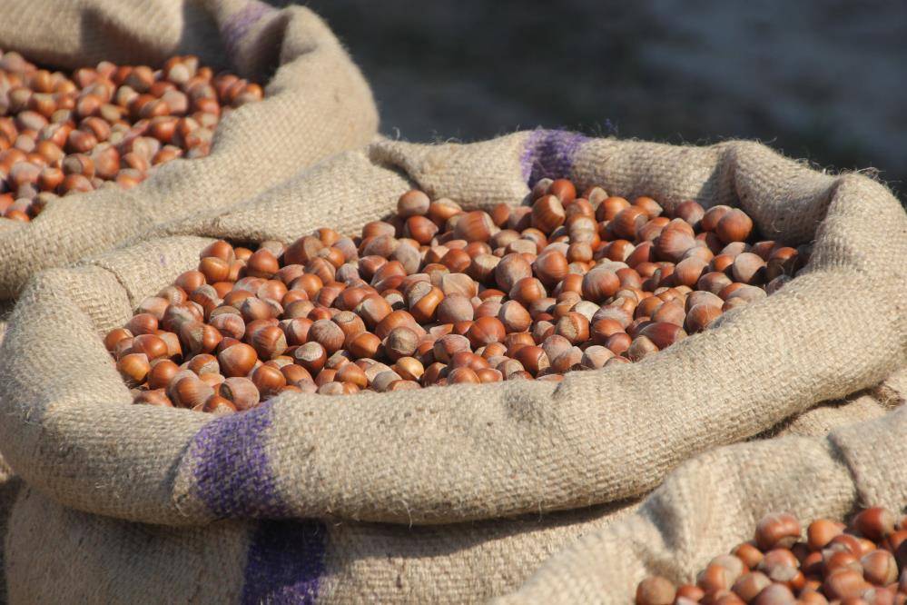 Fındıkta ihracat sert düştü