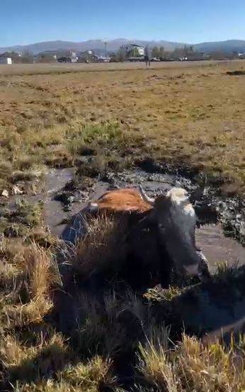 Çamura saplanan inek güçlükle kurtarıldı