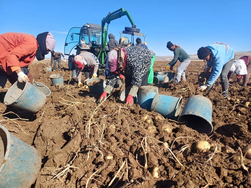 Muş'ta patates üreticisinin yüzü güldü