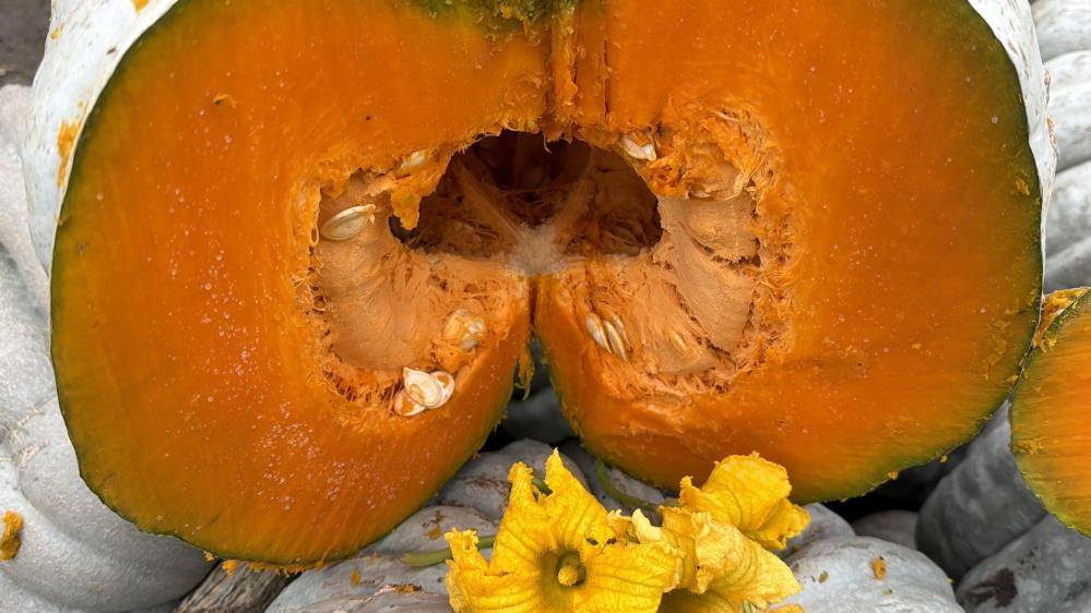 Düzce'de kestane kabağı hasat şenliği