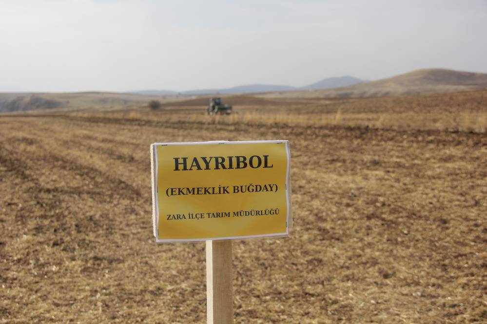 Sivas'ta 5 yeni ekmeklik buğday tohumu toprakla buluştu