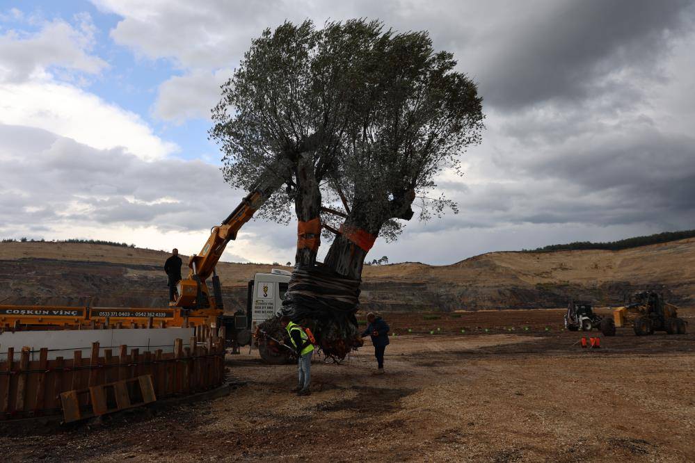 Milas'ta 300 yıllık simge zeytin ağacı taşındı
