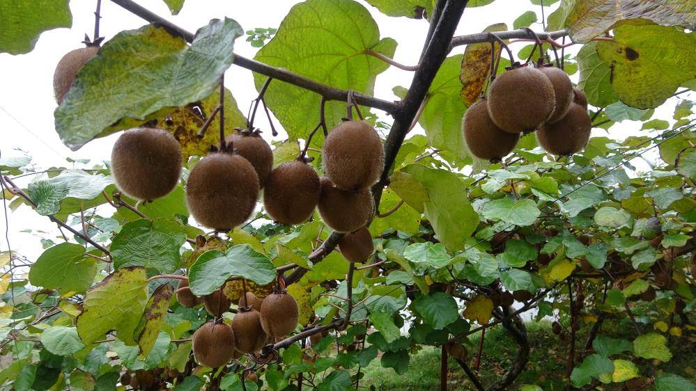 Kivi üreticisini önce zirai don şimdi de İran kivisi vurdu
