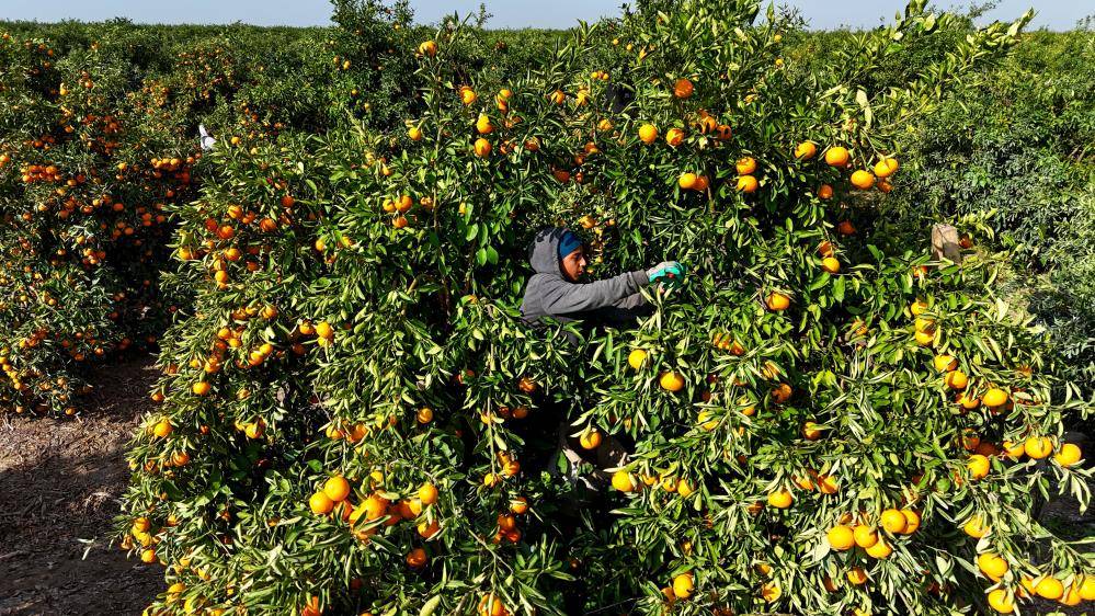 Tarım işçisi grevi mandalinayı dalında 3 liraya düşürdü