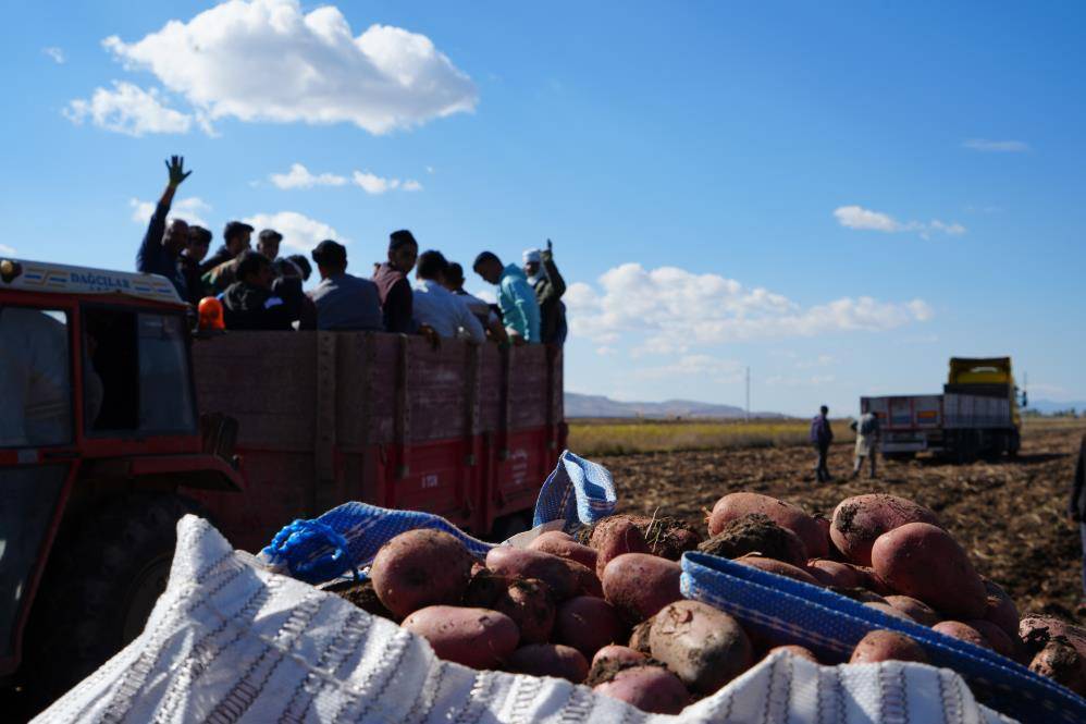 İran'dan turist olarak gelip patates hasadında çalışıyorlar