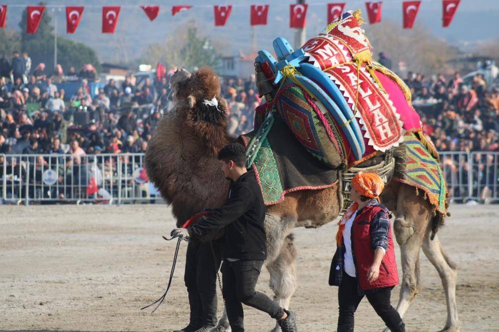 Aydın'da deve güreşleri iptal edildi