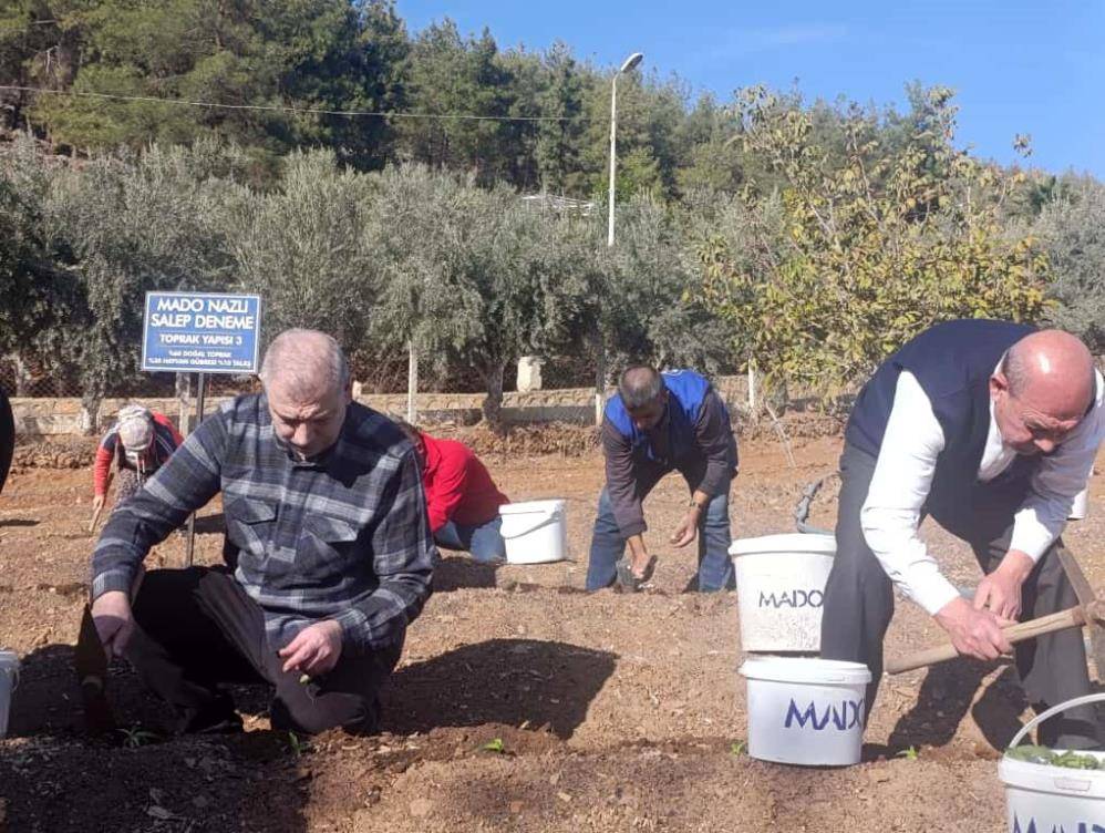 MADO'nun 10 yıl alım garantisi verdiği bitkide ekim dönemi