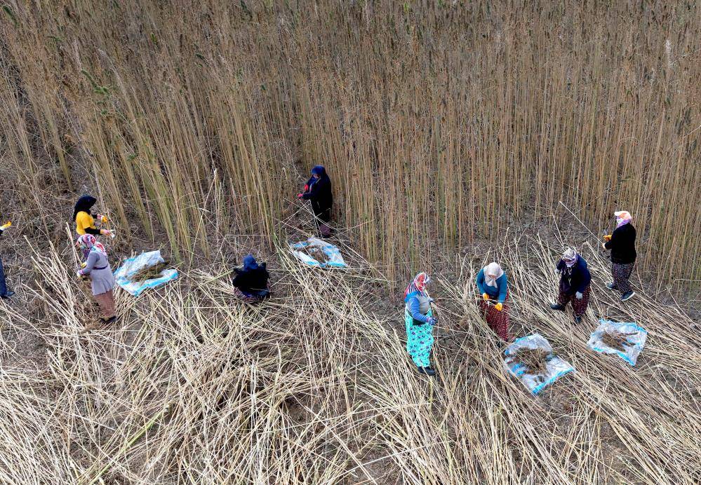 İlk kez denedikleri keneviri hasat ettiler verim sevindirdi