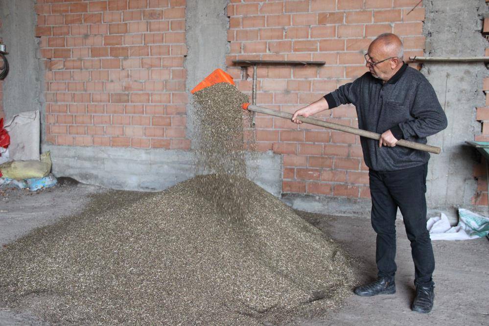 İlk kez denedikleri keneviri hasat ettiler verim sevindirdi