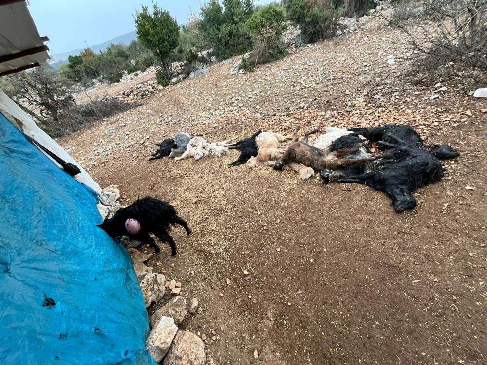 Mersin'de ağıla giren yırtıcı hayvan 12 büyükbaşı telef etti