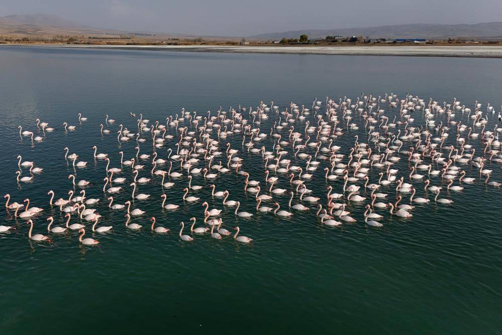 Flamingolar Van'da yazı uzattı