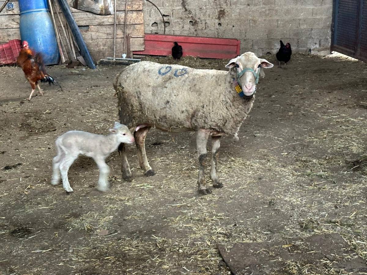 Şapa karşı küflü domates yedirmeyin idrar içirmeyin uyarısı