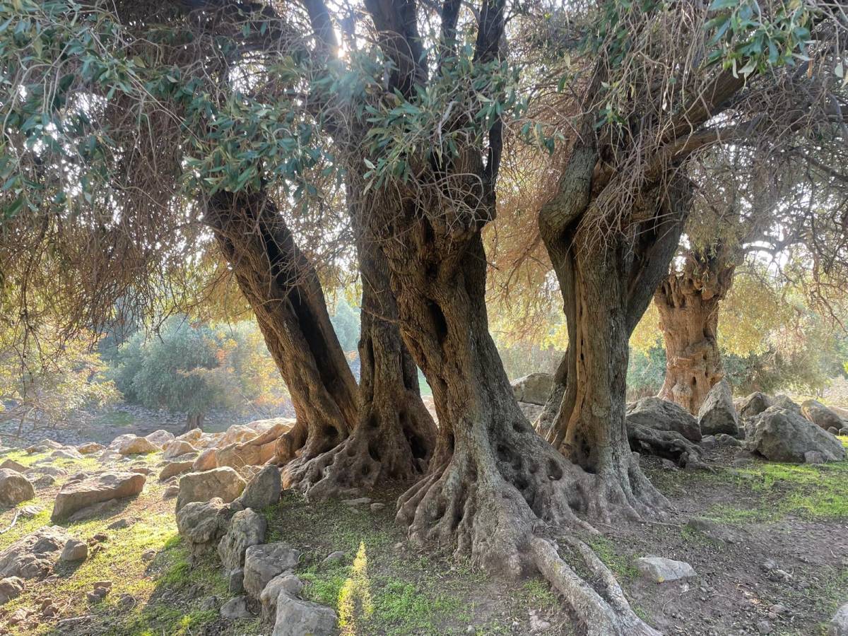 İspanya ve İtalya'dan sonra sadece Gökçeada'da yetişiyor