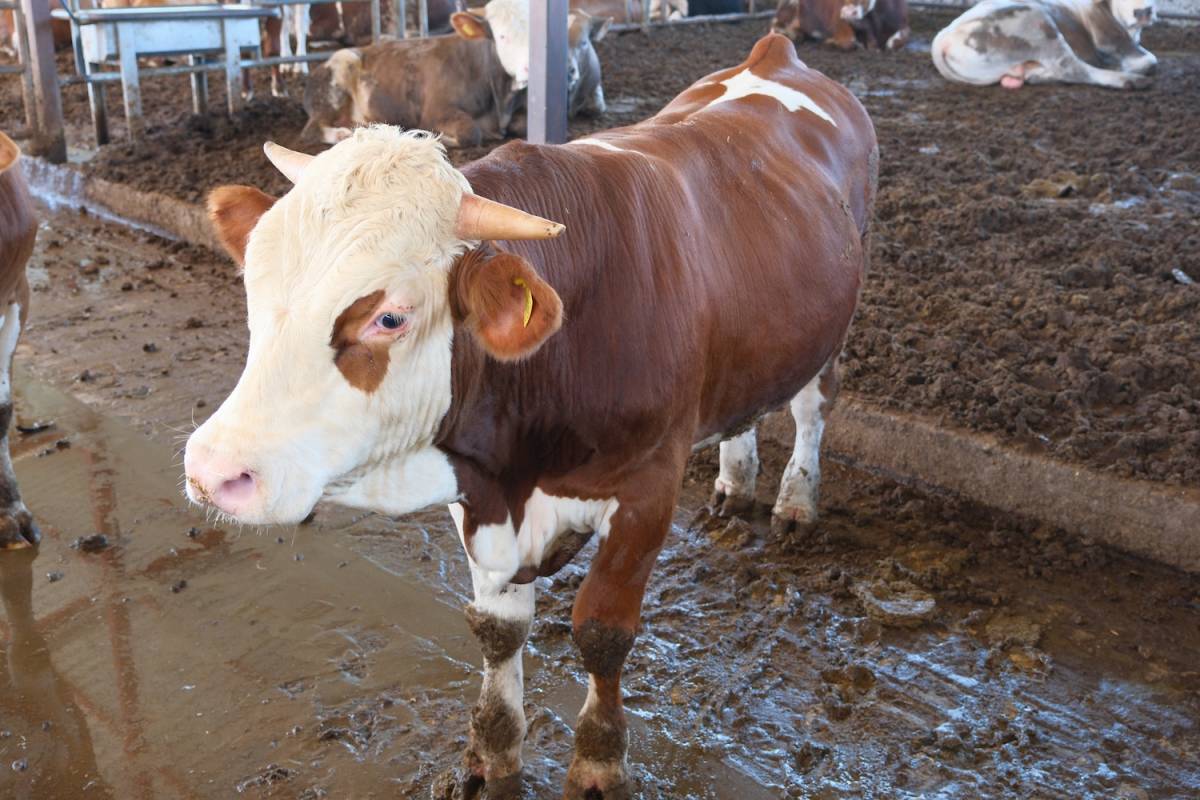 500 bin buzağımız ölmese hayvan ithalatına gerek kalmayacak