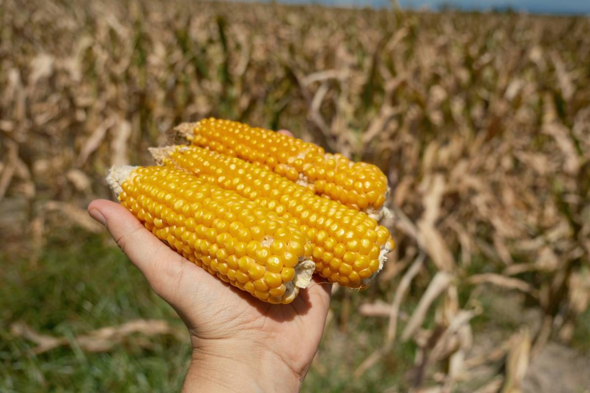 Sıfır gümrükle birer milyon ton mısır ve arpa ithal edilecek