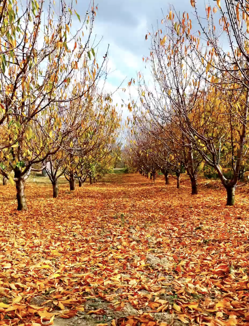 İlkbaharda beyaz sonbaharda kırmız; her rengiyle büyüleyici