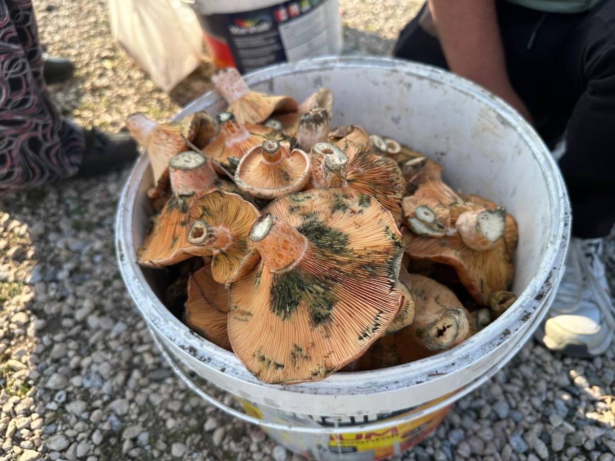 Okul harçlığını 