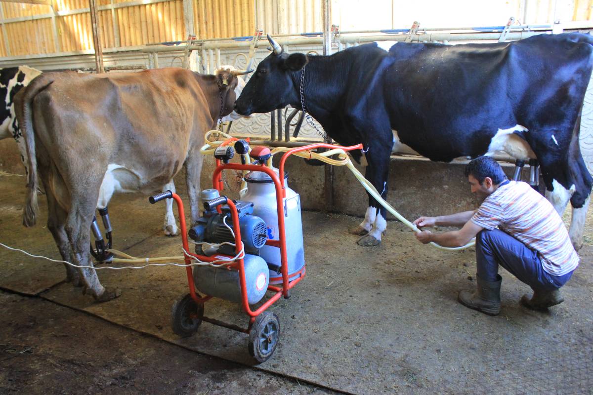 Şap yüzünden sığırlar kesildi; toplanan süt miktarı düştü