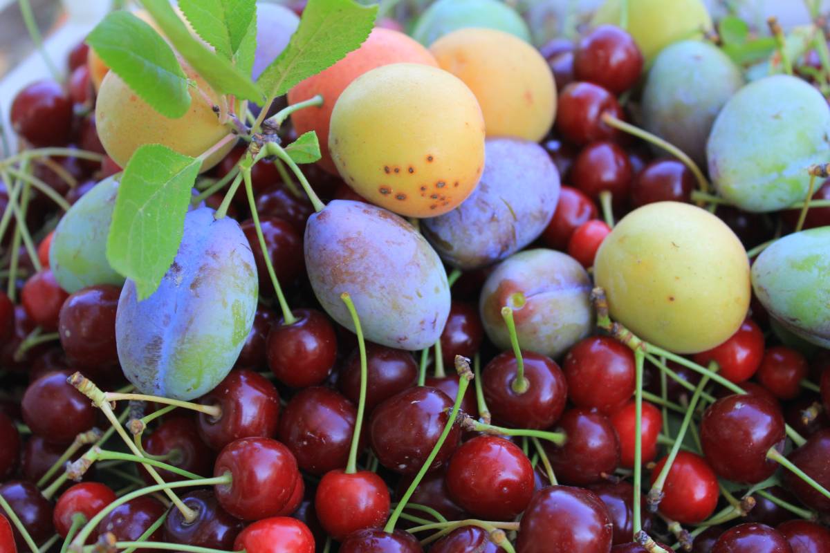 Dünyada düşüyor Türkiye'de alevi sönmüyor