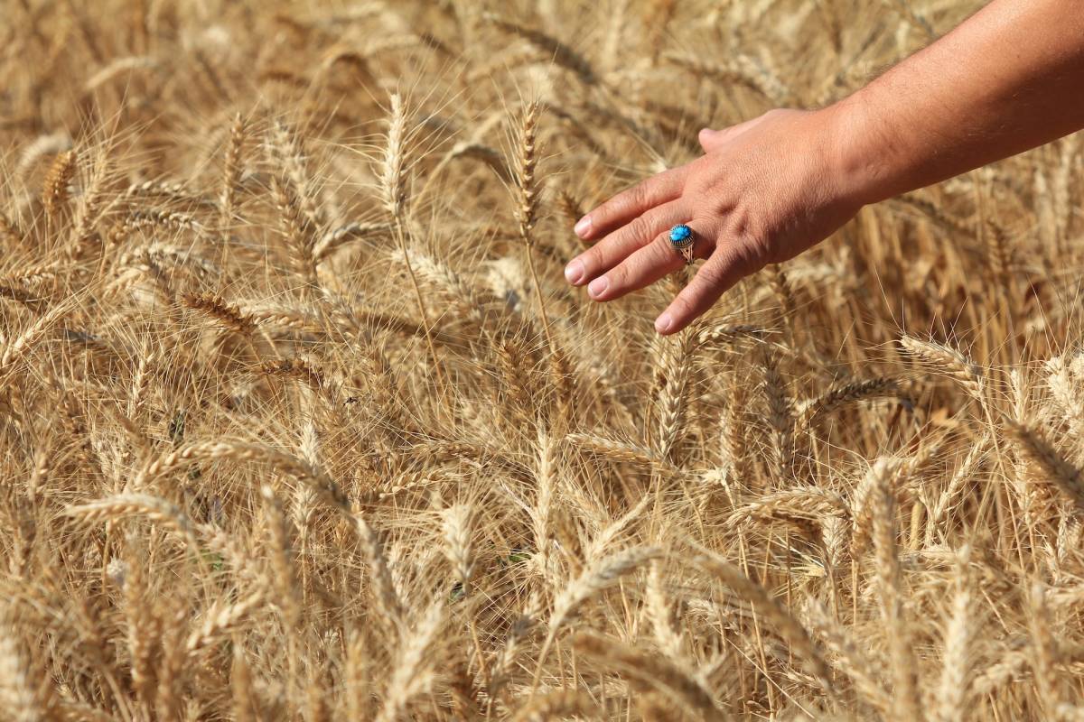 Küresel tahıl üretiminde tüm zamanların zirvesi geliyor