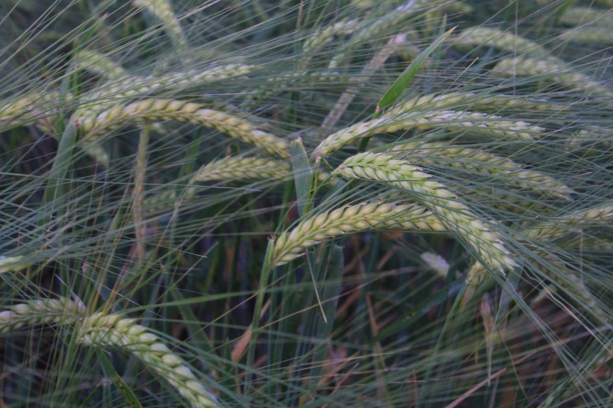Konya'da yağış yetersizliği nedeniyle ekilişler gecikti