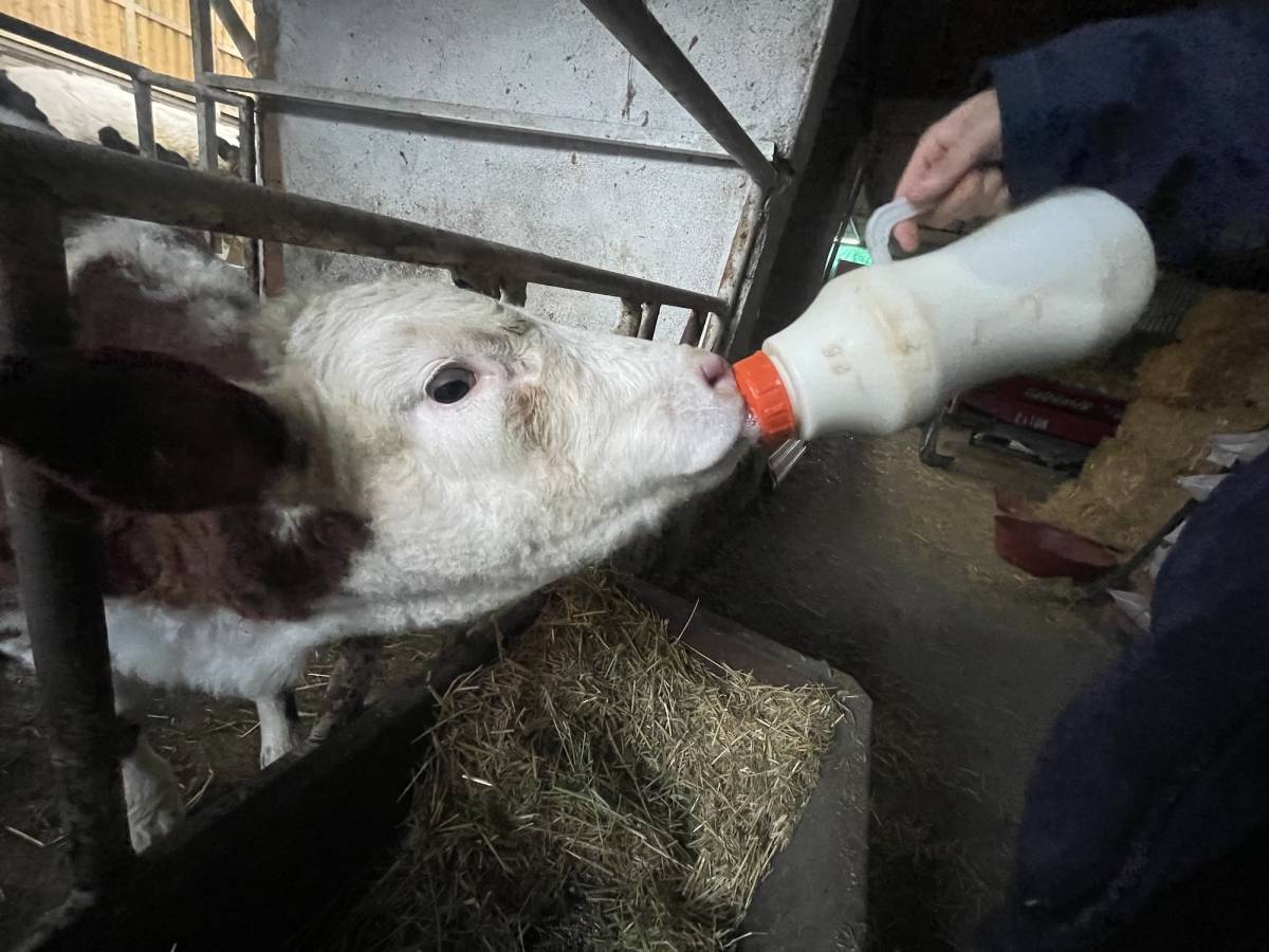 Şapın vurduğu üreticiler süt fiyatında güncelleme istiyor