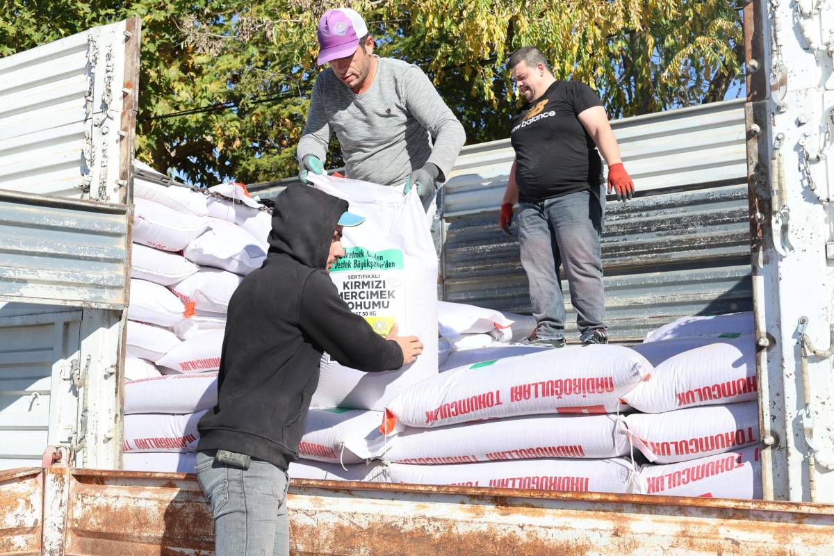 Konya Büyükşehir'den çiftçilere mercimek tohumu desteği