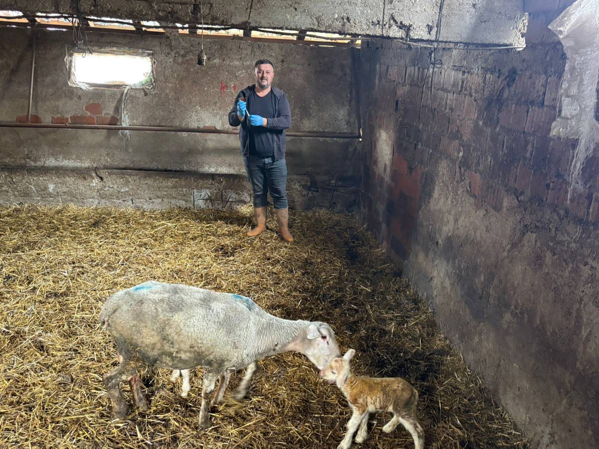 Şap hastalığı adeta enkaz bıraktı