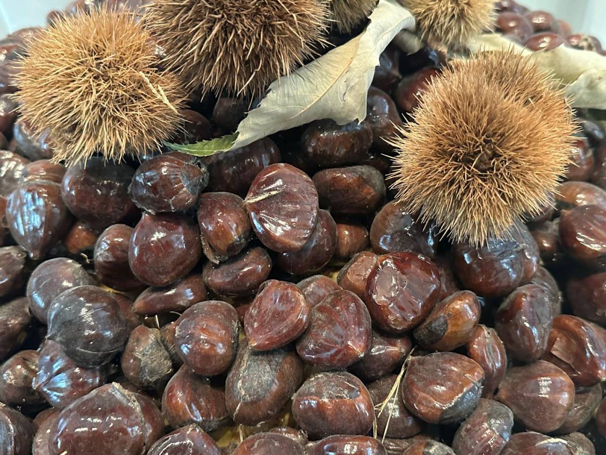 Bursa kestanesinin geleceği konuşuldu