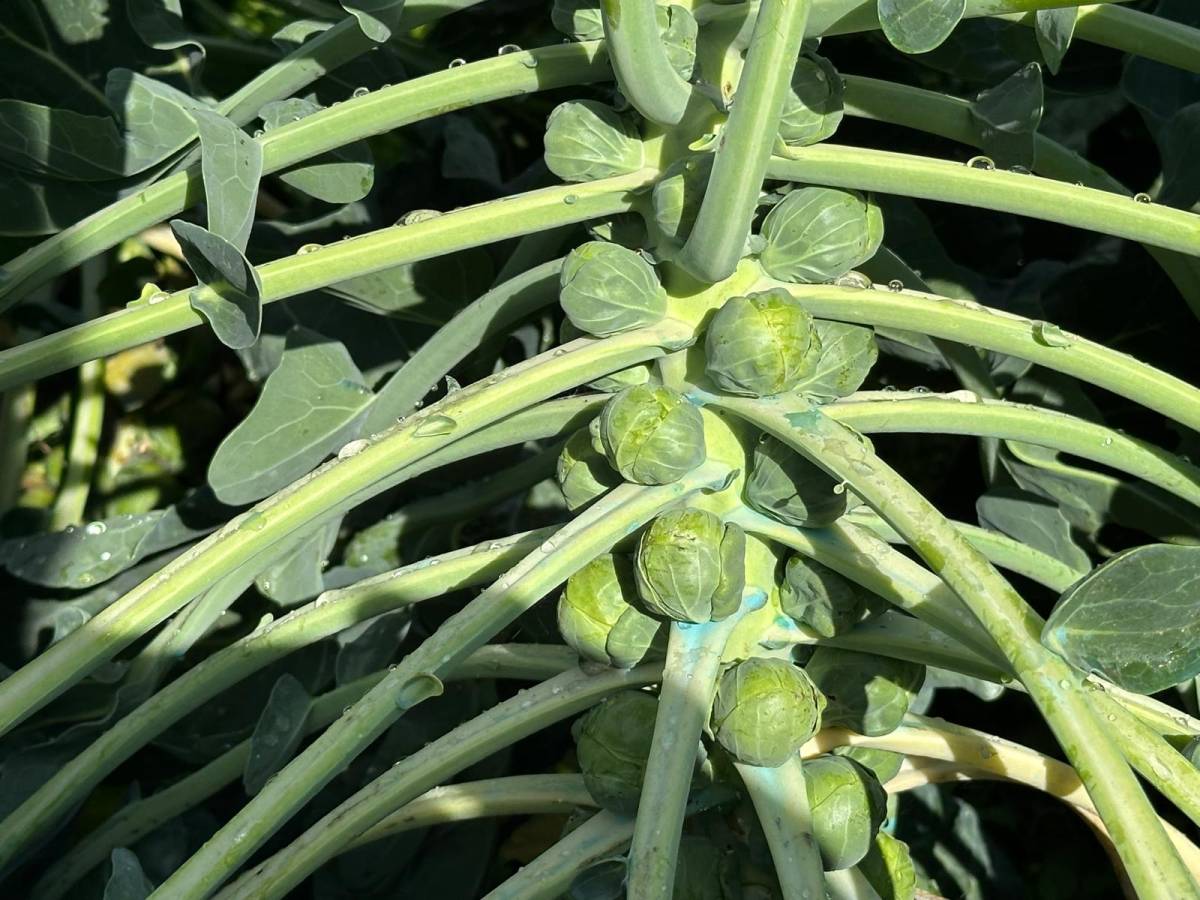 Rusya ve Hollanda lahanayı