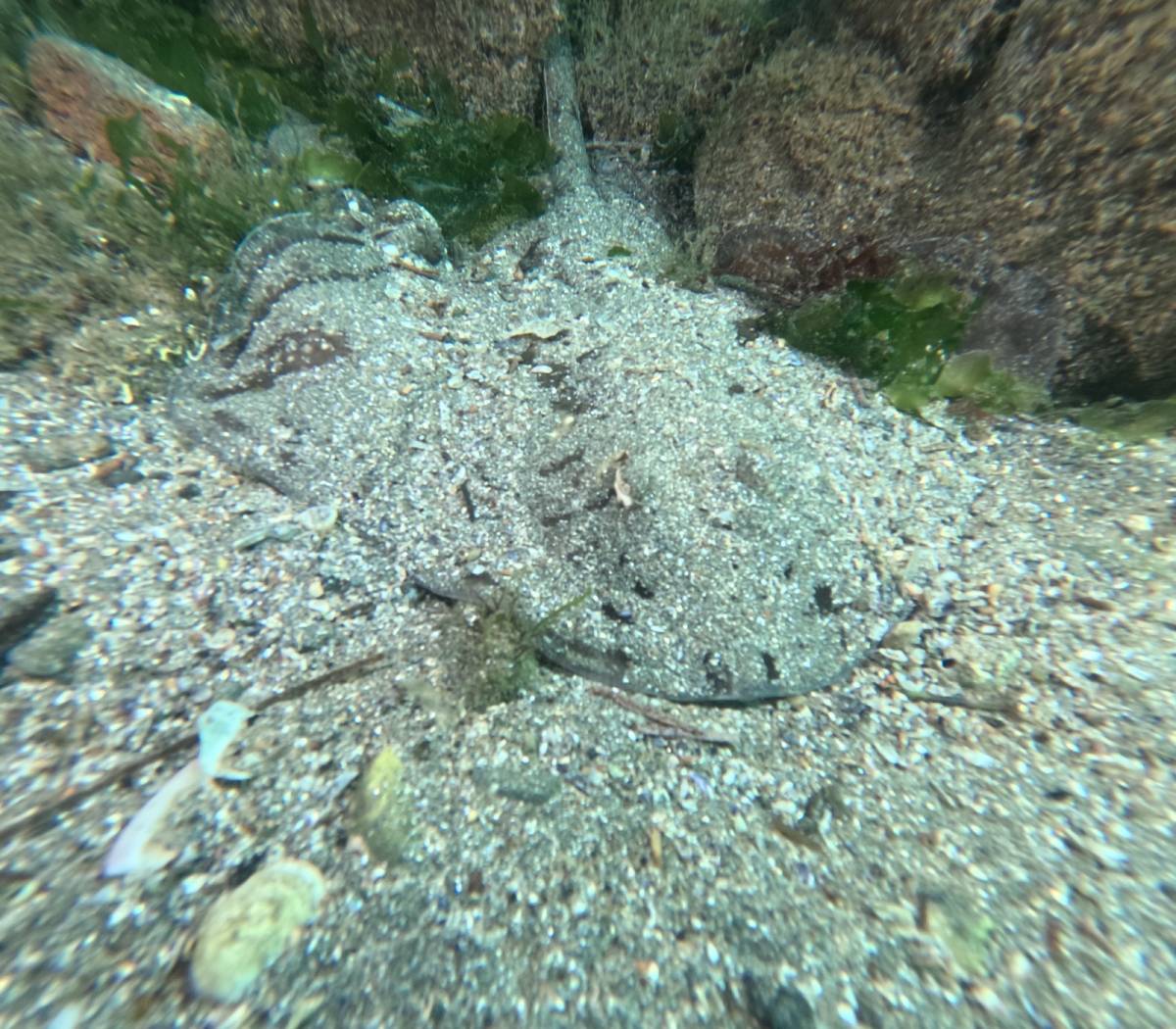 Marmara Denizi'ne 30 noktada dalışla kirlilik belirlendi