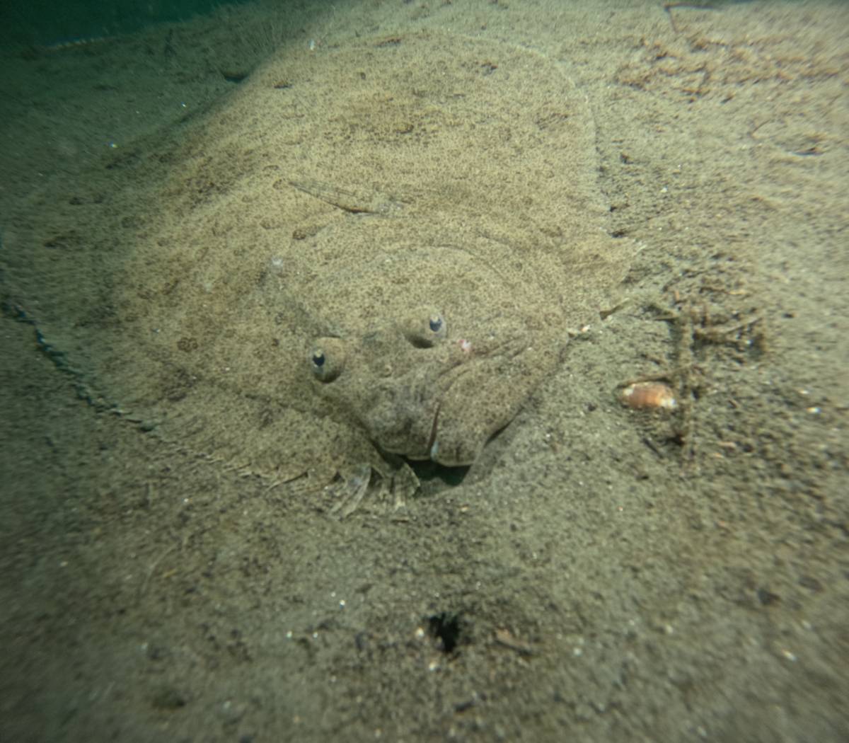 Marmara Denizi'ne 30 noktada dalışla kirlilik belirlendi