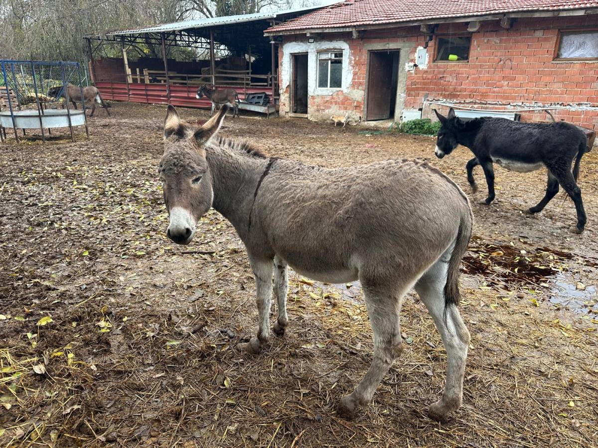 Yük hayvanıydı şifa hayvan oldu