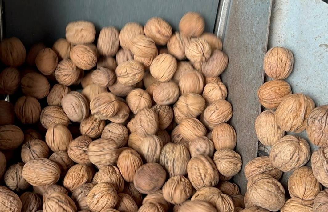 İYİ Partili Çömez: Ceviz ithalatına 8,3 milyar lira ödendi