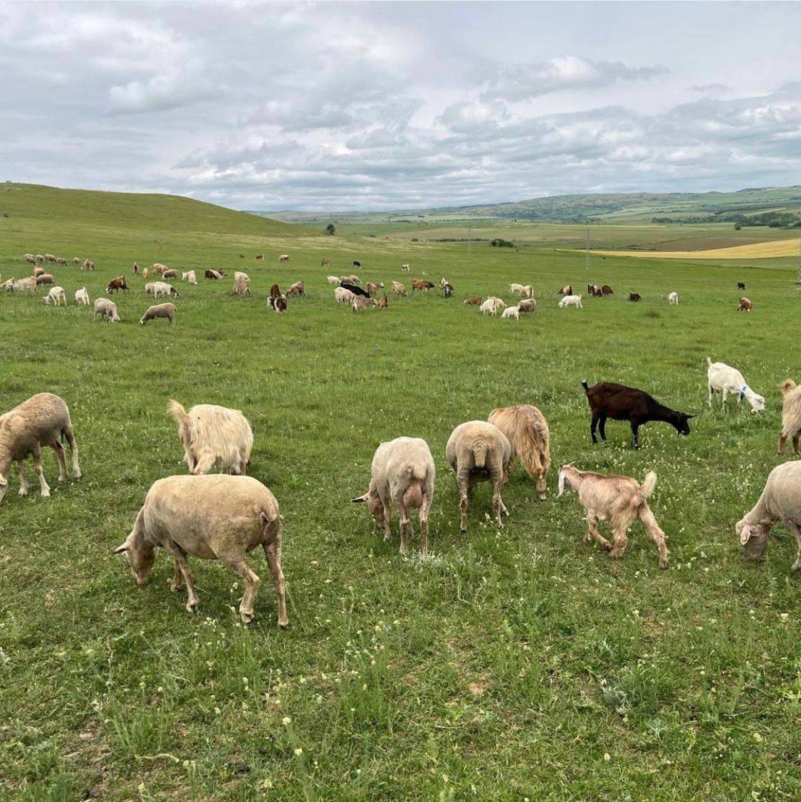 Mera hayvancılığı yapıyorlar doğal süt ve et üretiyorlar