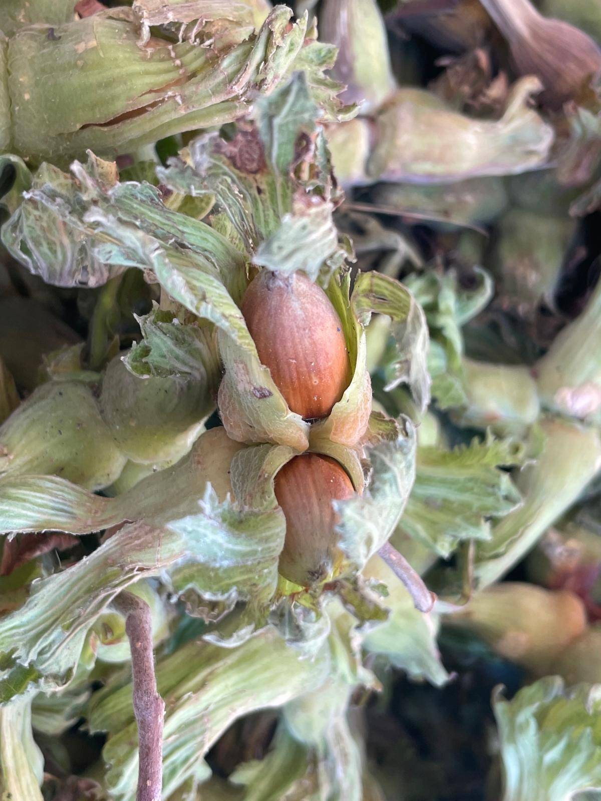 Fındık ihracatında kan kaybı büyüyor