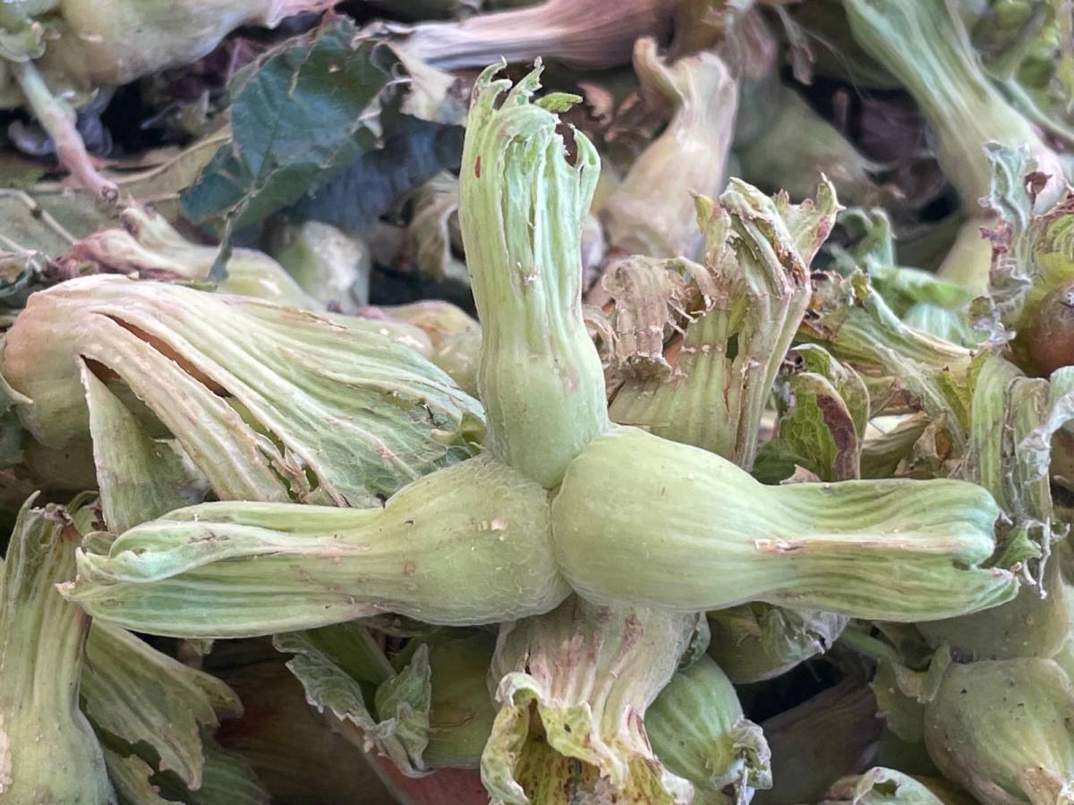 Trabzon'a bile satıyorlar; üretim desteği istiyorlar