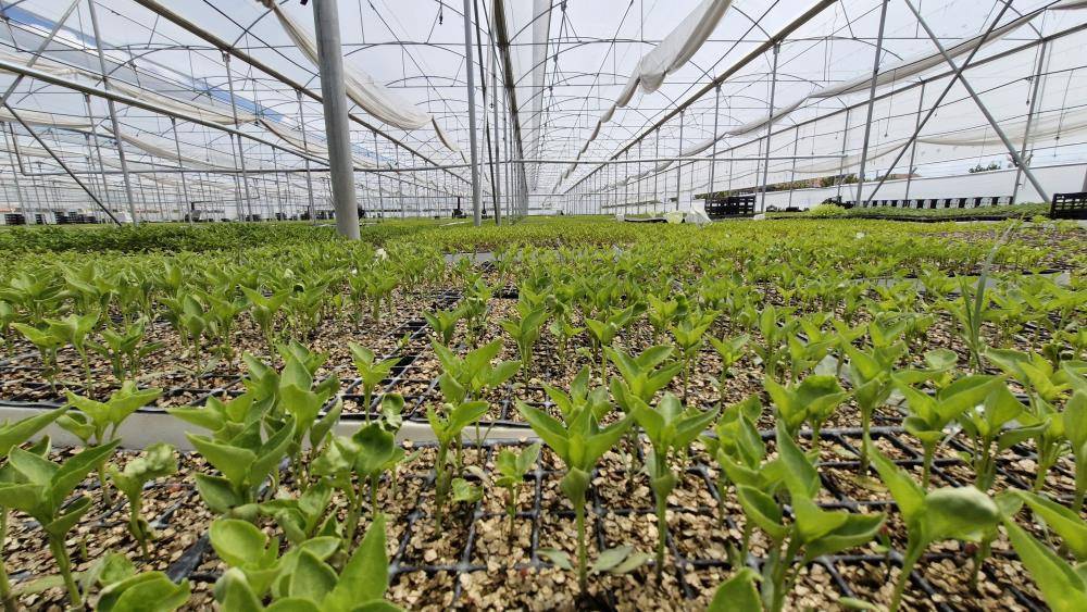 Fide sektörüne yönelik soruşturma başlatıldı