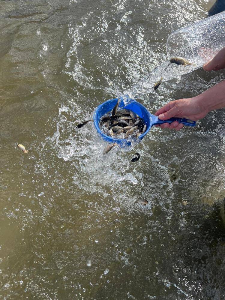 Türkiye nüfusu kadar balık deniz ve göllere bırakıldı