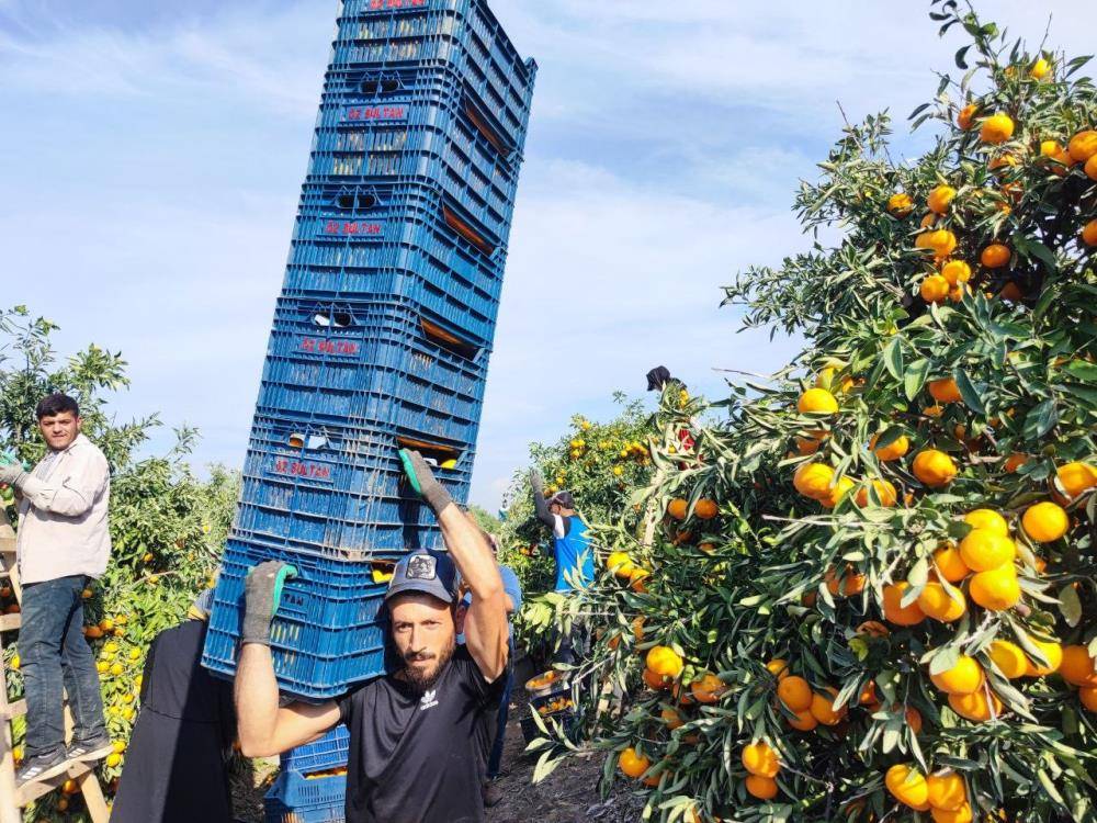 Mandalina tarlada 1-2 liraya kadar geriledi