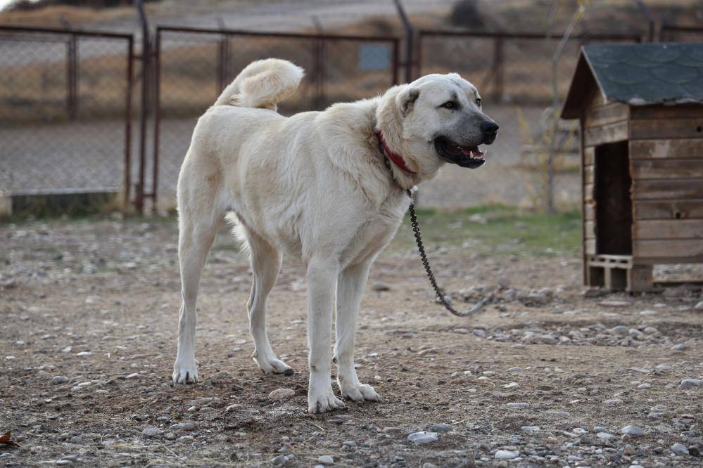 Kışlıklarını giyen kangallar da kar yağışı bekliyor