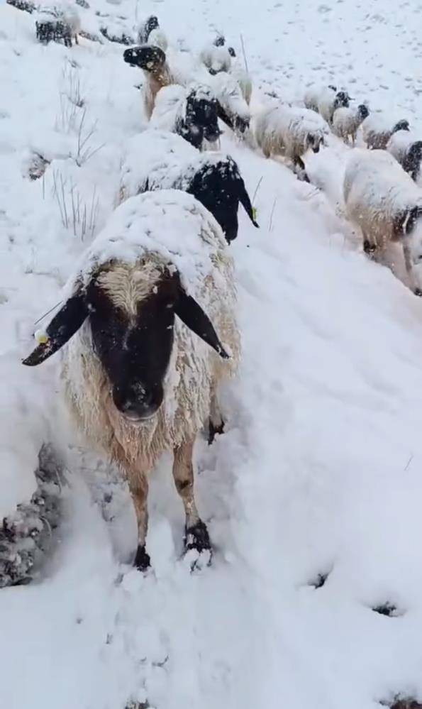 Hakkari'de kar yağışına karşı çoban ve sürüsünün mücadelesi