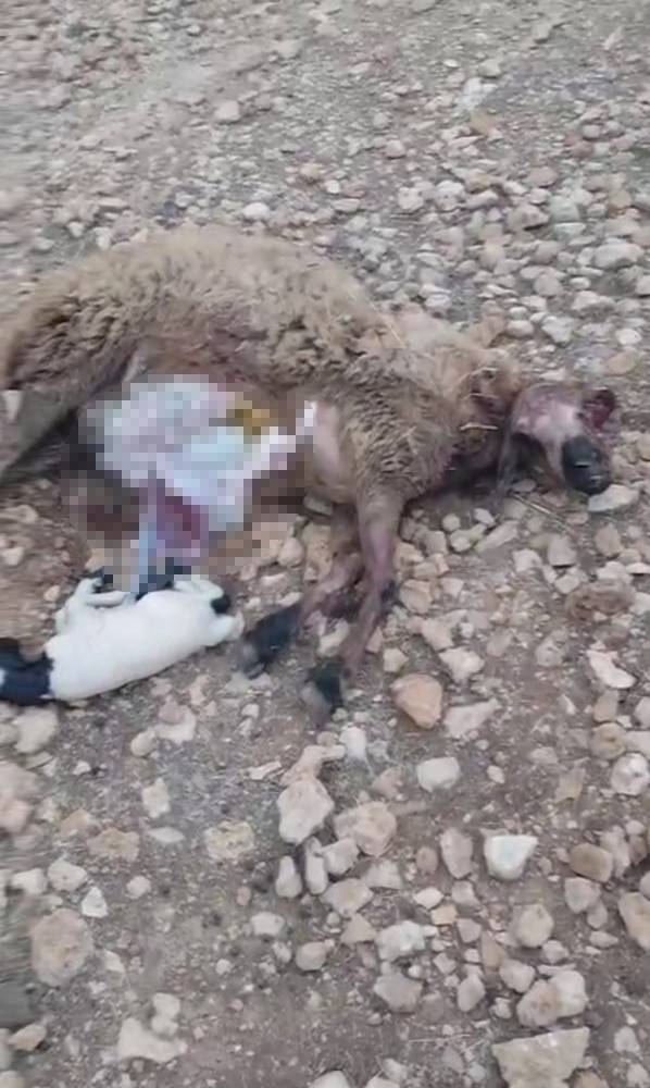 Şanlıurfa kırsalında kurt saldırısı: 18 koyun telef oldu