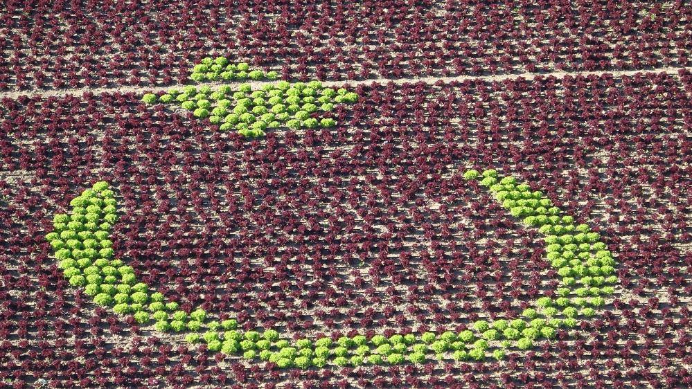 Tarlada 13 bin marulla Türk bayrağı deseni oluşturdular